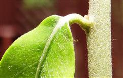 Leaf-Abaxial view
